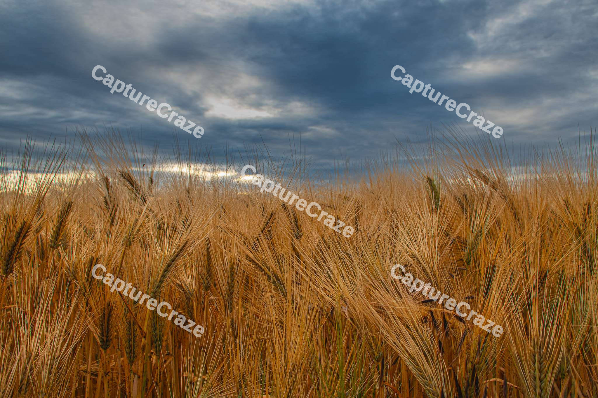 Close up of a wheat field